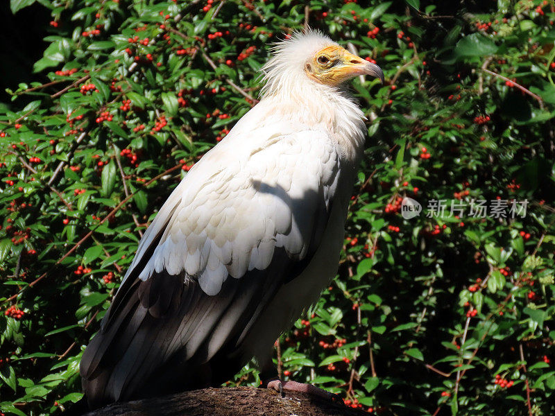 埃及秃鹫(Neophron percnopterus)，白色食腐秃鹫，法老的鸡，Schmutzgeier, Vautour percnoptère, Il capovaccaio或Bijela crkavica